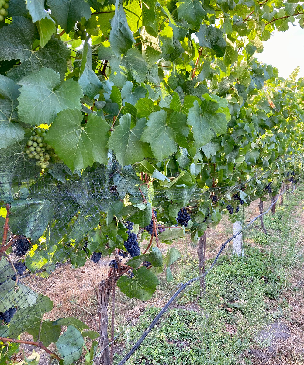 close up of grape plants showing space between