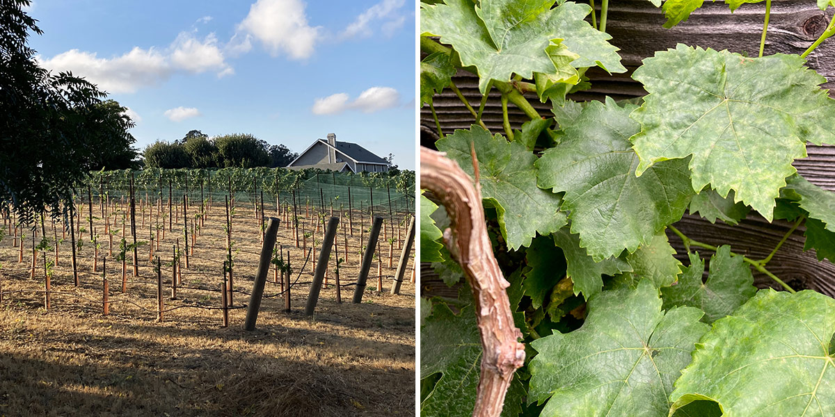 two different trellising methods for grape vines