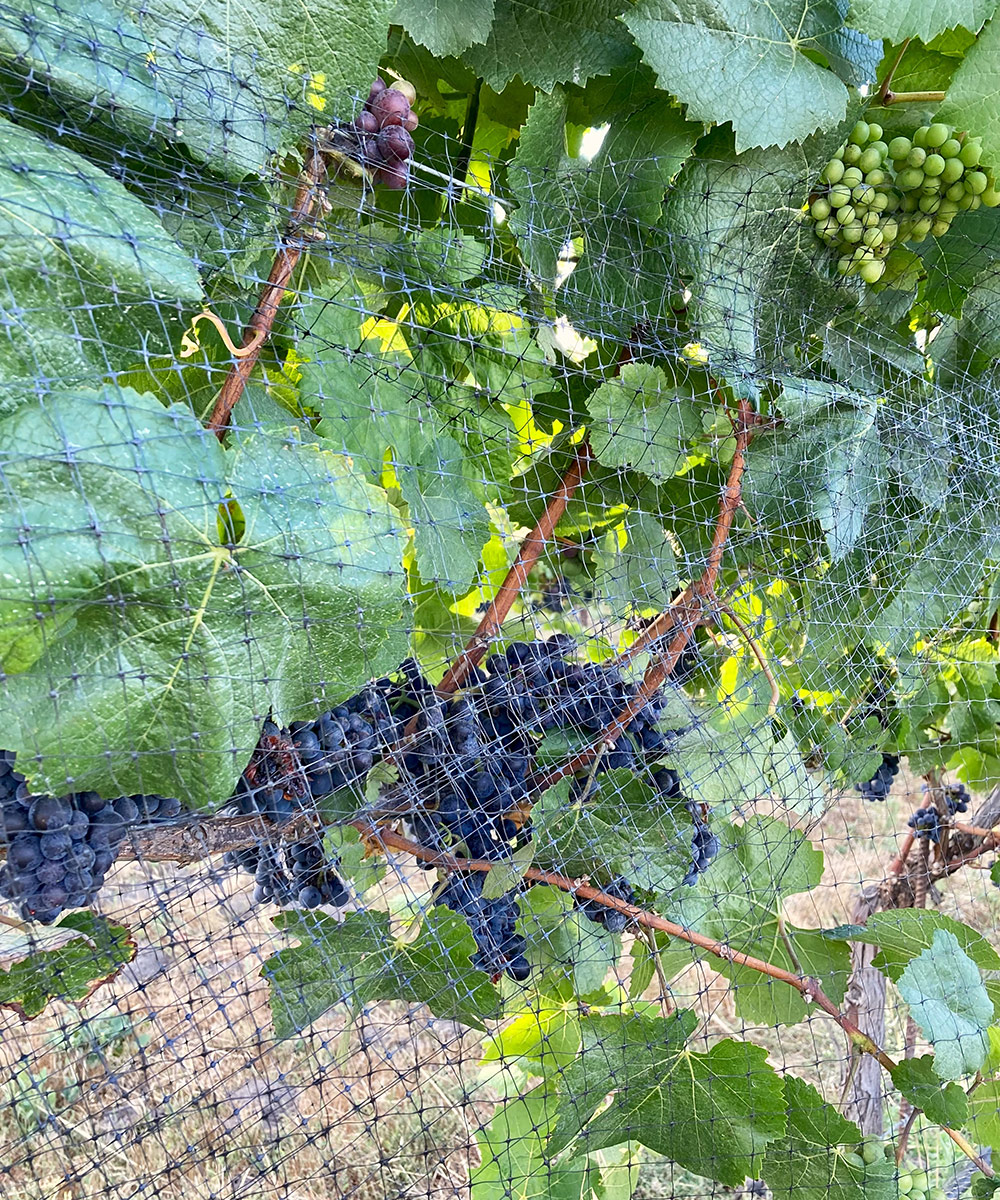 plastic netting over grape vines