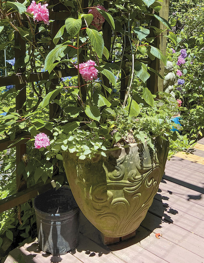 container planting with plastic pot behind to dispose of weeds