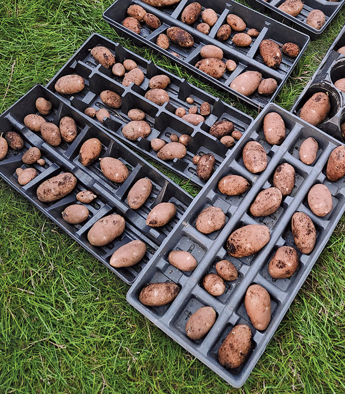 curing potatoes in nursery trays