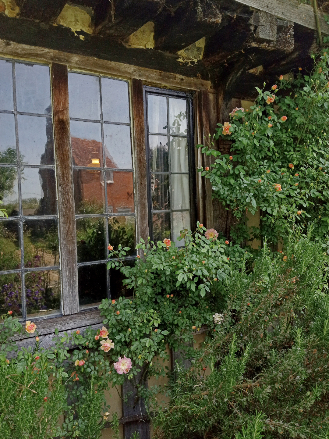 close up of roses growing around a window