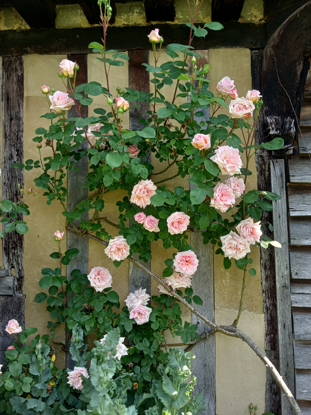 close up of pink climbing roses