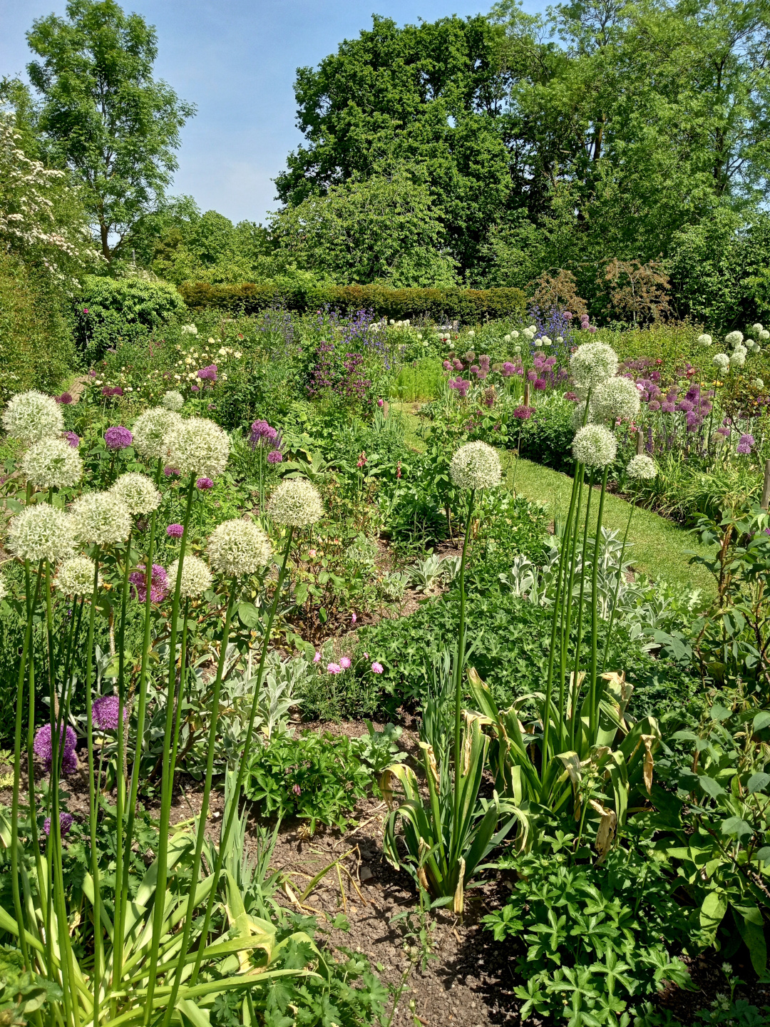 english cottage garden with lots of alliums