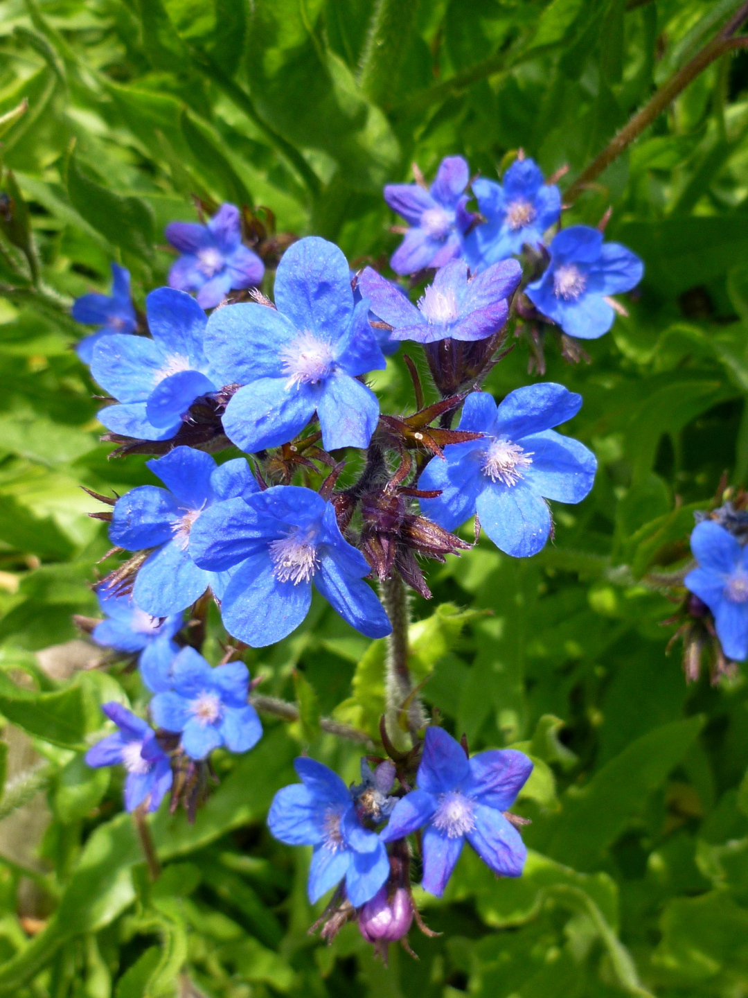 close up of blue flowers