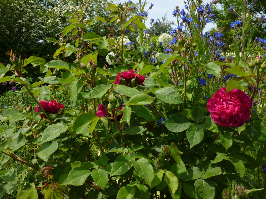 close up of red blue and white flowers