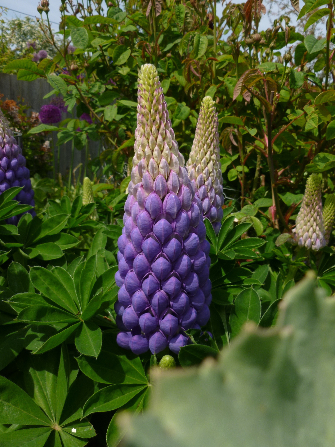 close up of large purple lupins