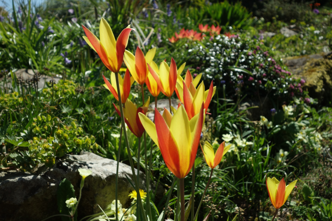 close up of yellow and orange striped tulips