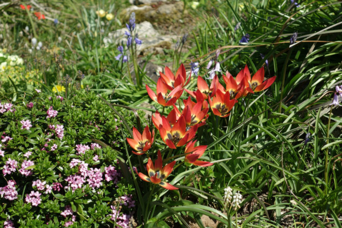 close up of small orange tulips with yellow centers