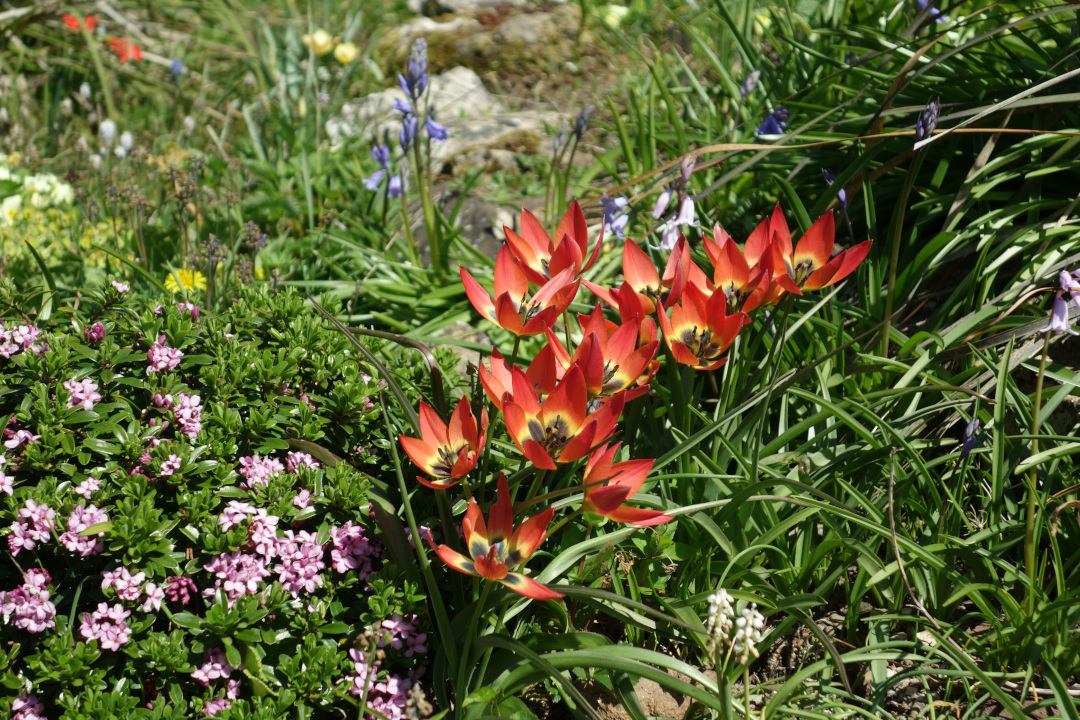 orange tulip bulbs