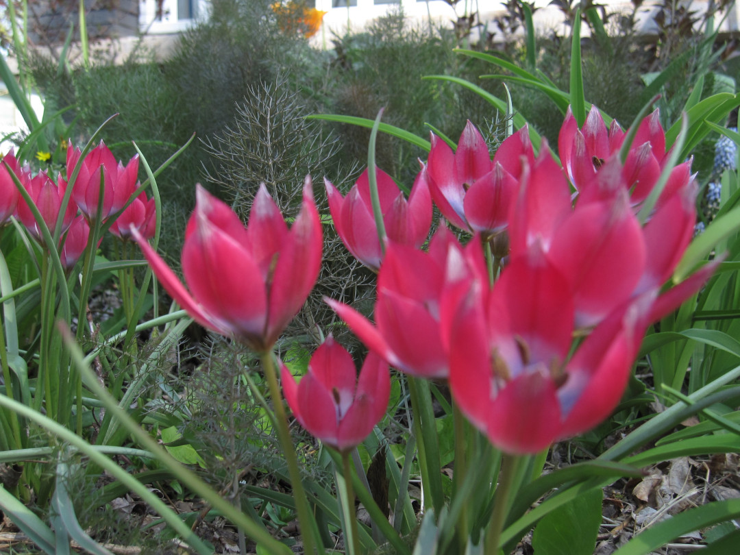 close up of small red tulips with blue centers