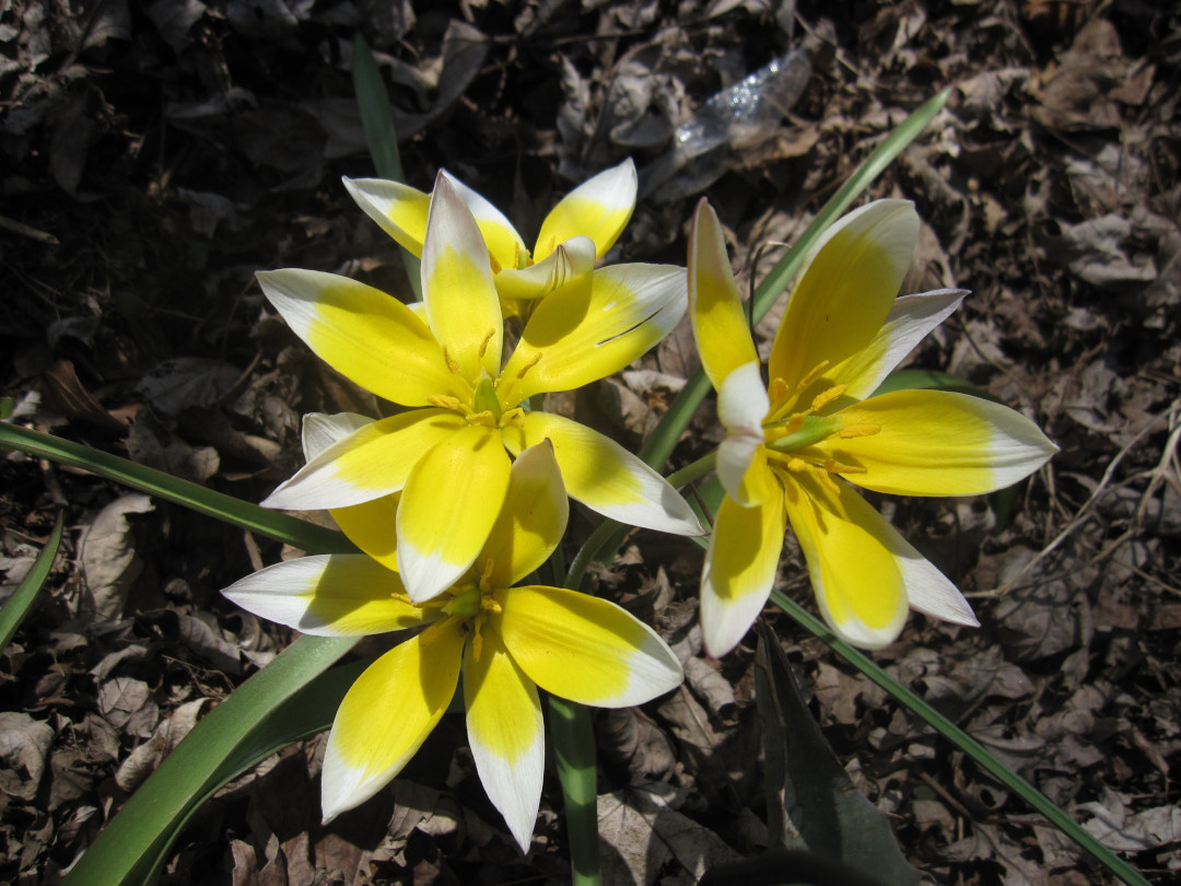 close up of bright yellow tulips with white tips on petals