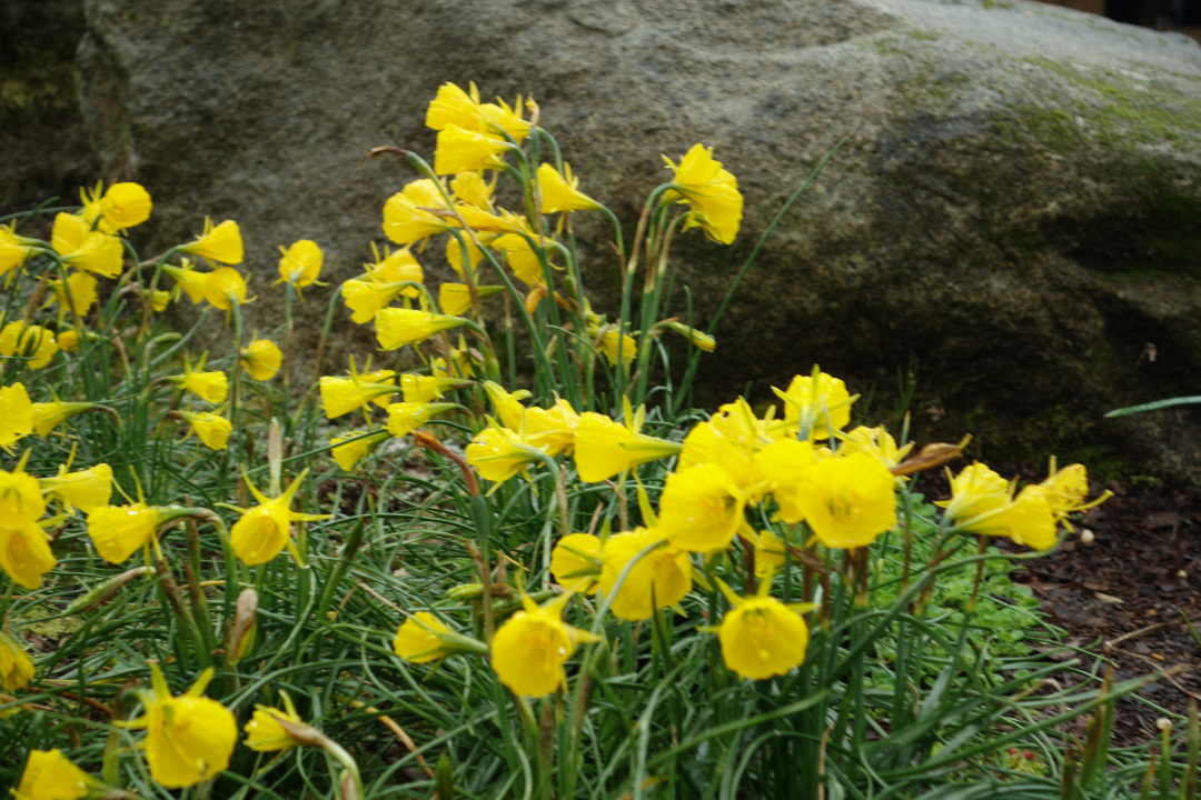 close up of small bright yellow daffodils