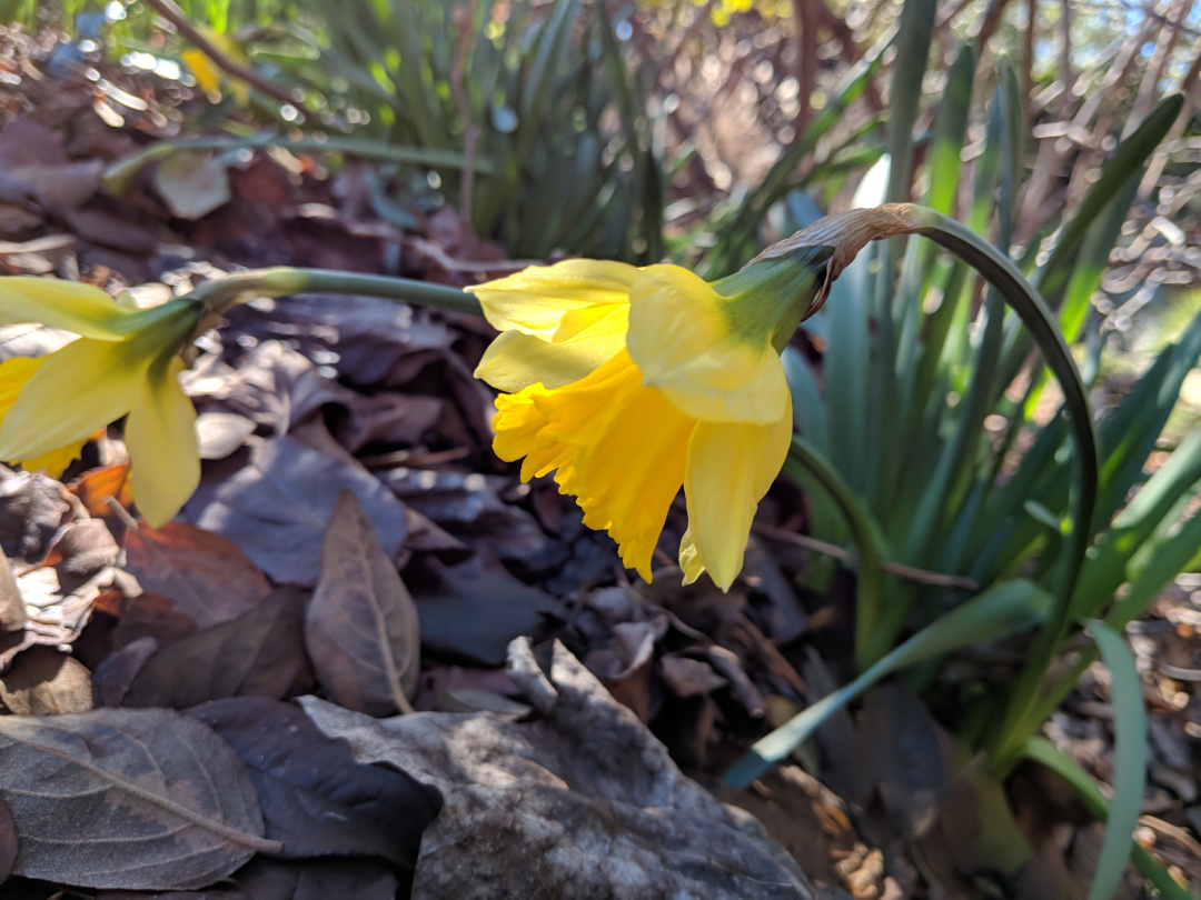 close up of Rijnveld’s Early Sensation daffodil