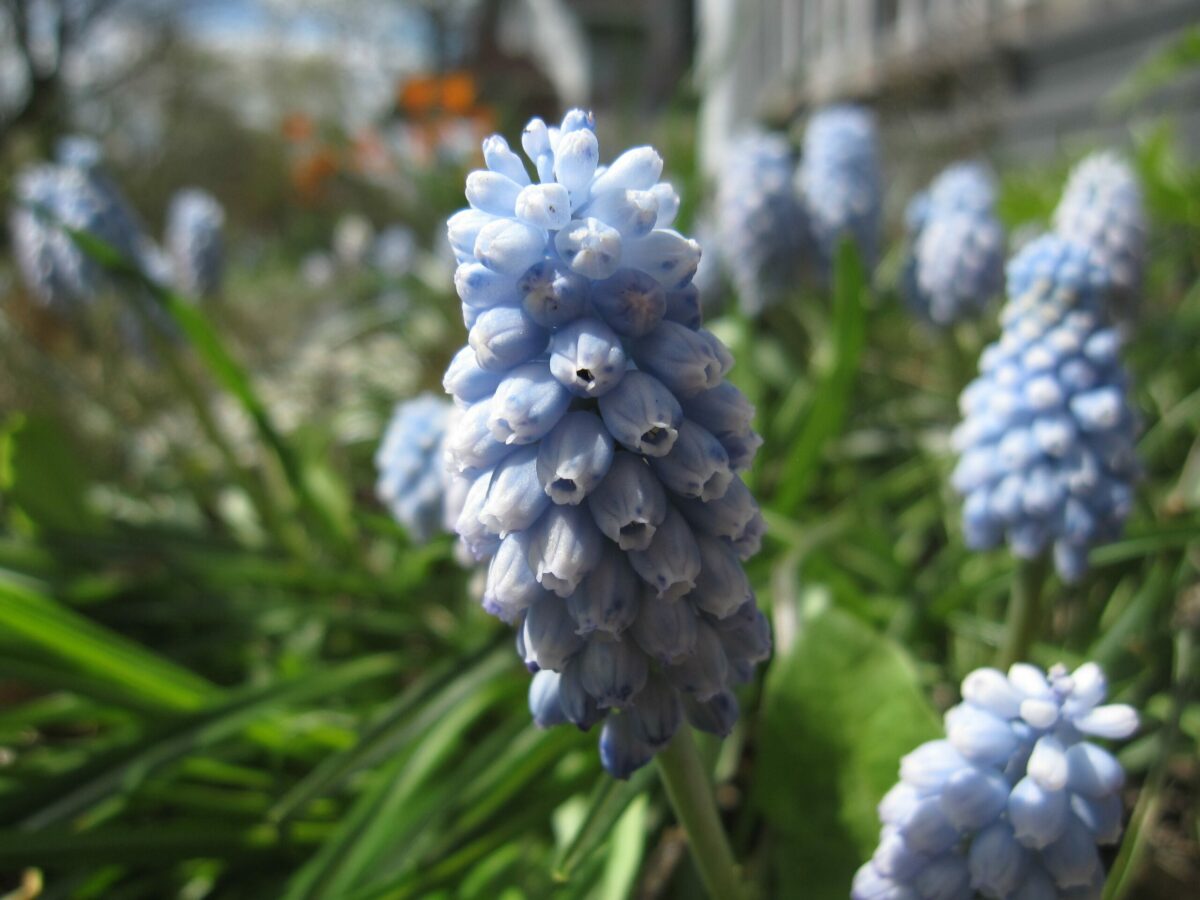 close up of light blue grape hyacinths