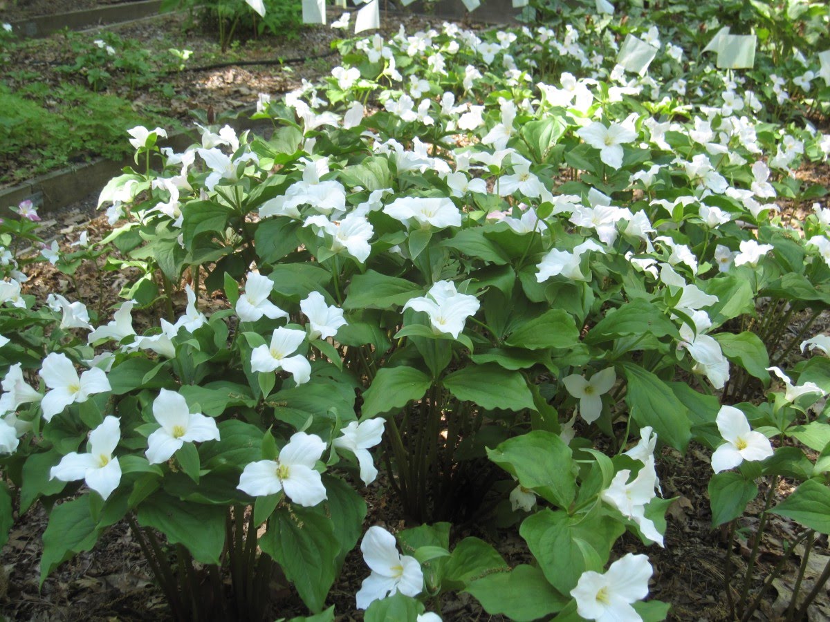 close up of white trillium