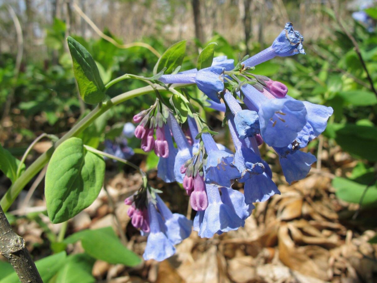 close up of Virginia bluebells