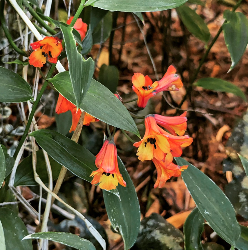 close up of tropical orange and yellow flowers