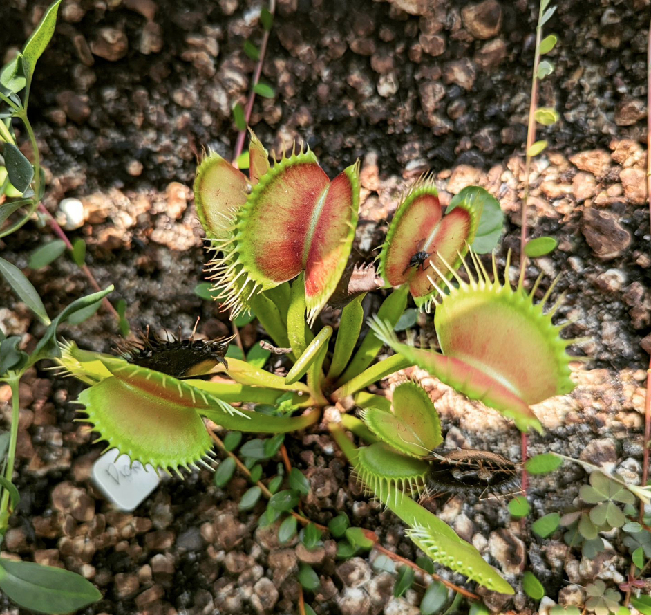 close up of venus flytrap