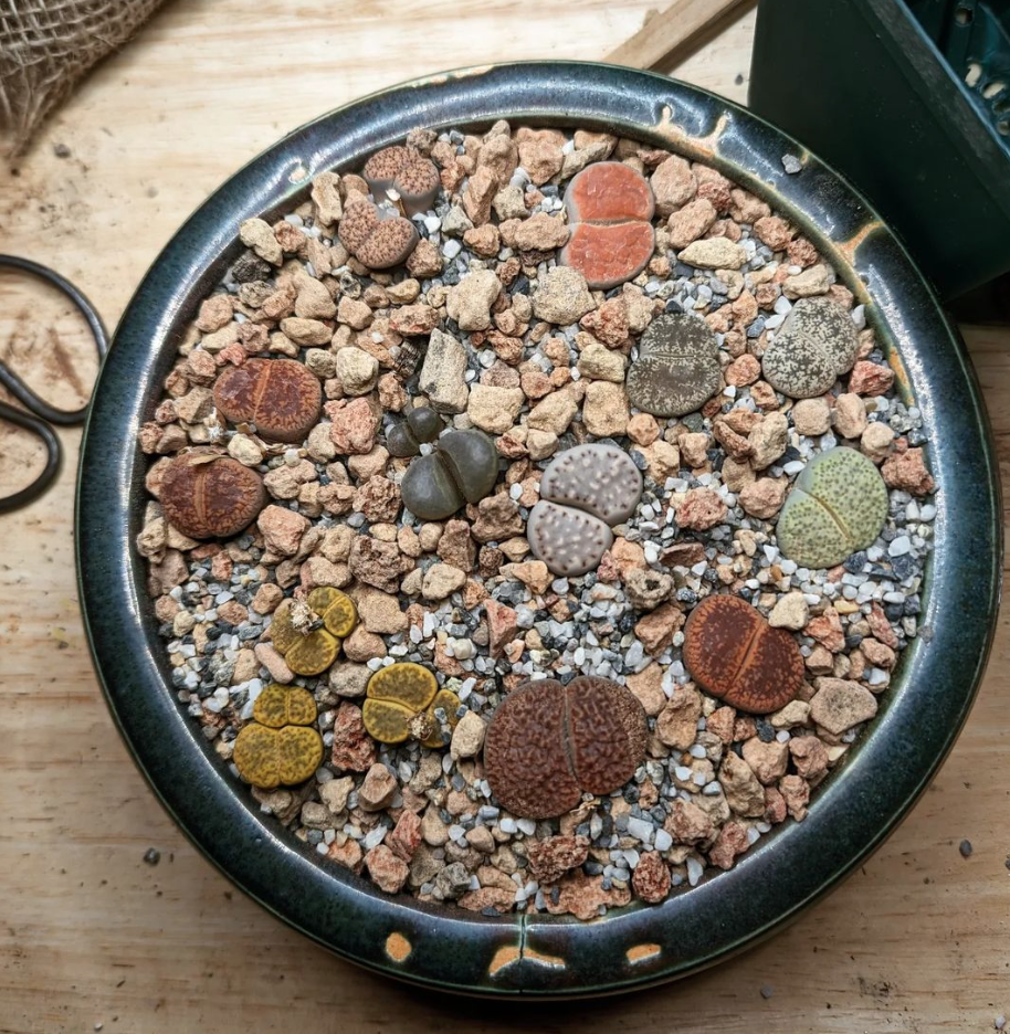 close up of Lithops in a container