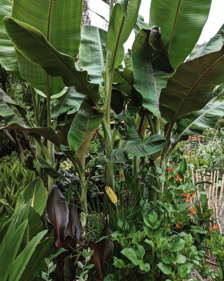 close up of tropical foliage plants in the garden