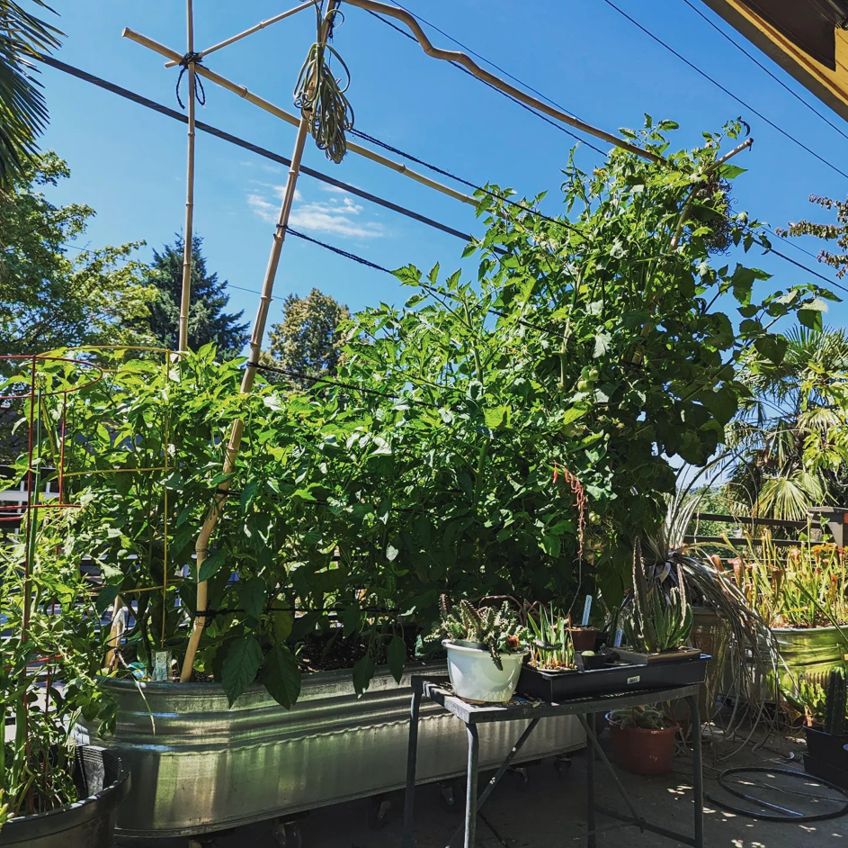 large container planting of vegetables