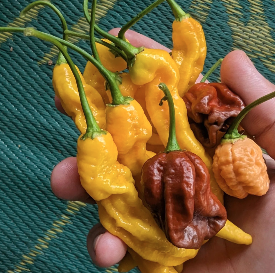 handful of hot pepper harvest