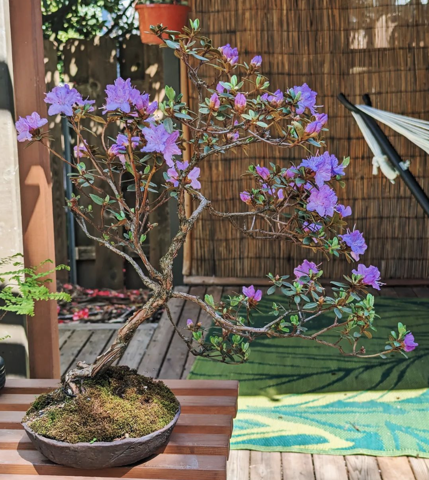 Rhododendron bonsai with purple flowers