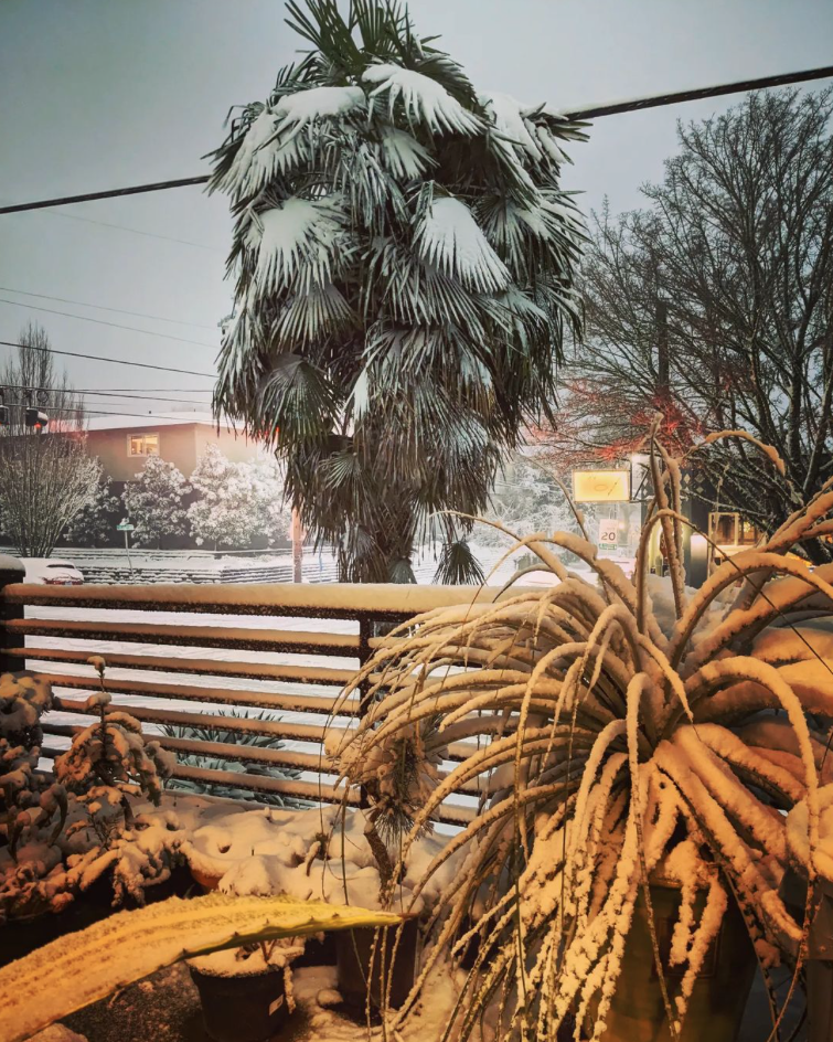 tropical plants covered in snow