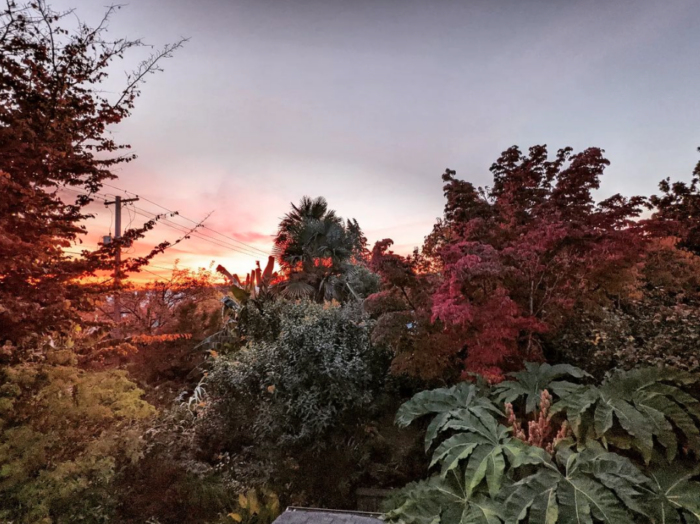 sunset over foliage plants in a jungle garden