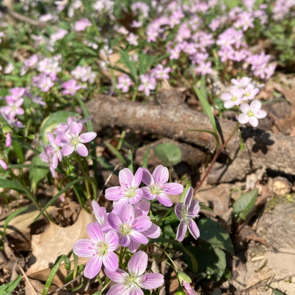 close up of tiny pink flowers