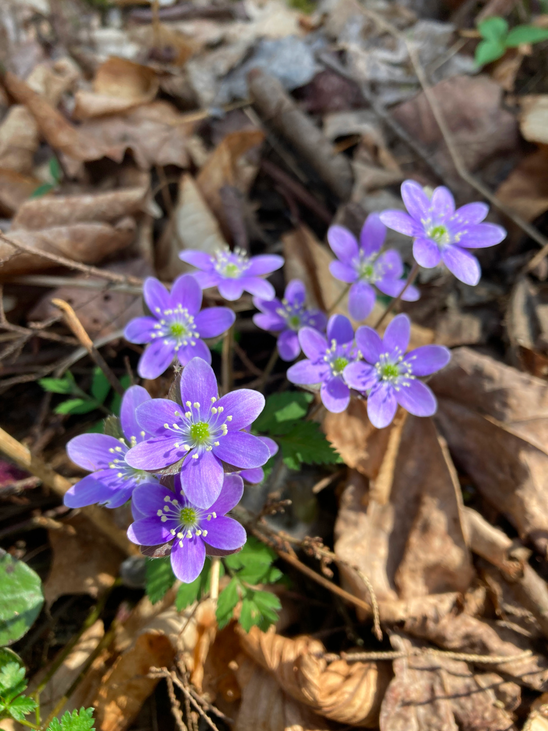 close up of small purple flowers