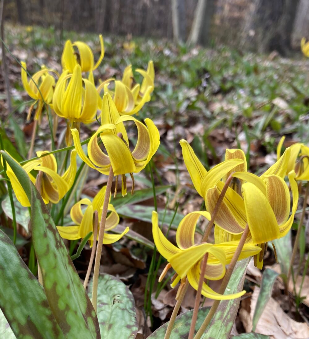 close up of yellow trout lily flowers