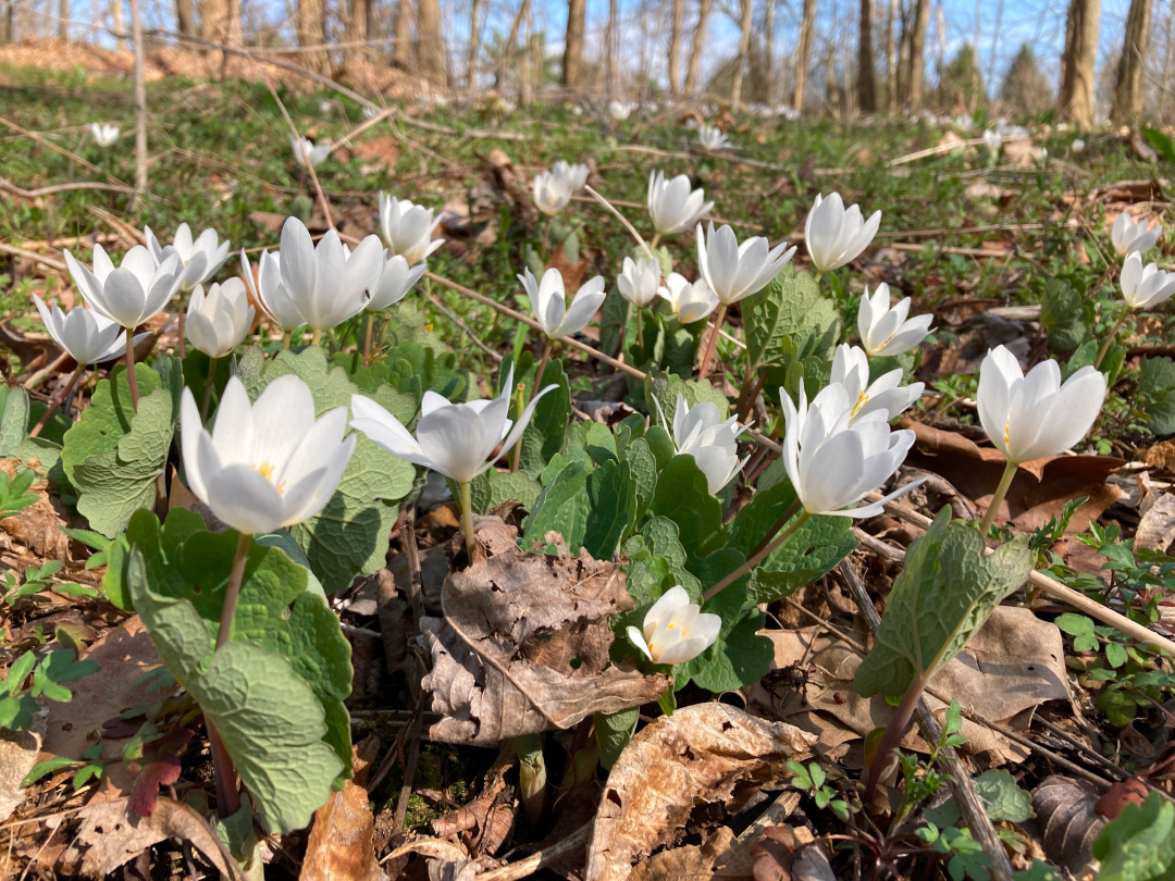 close up of small white bloodroot flowers