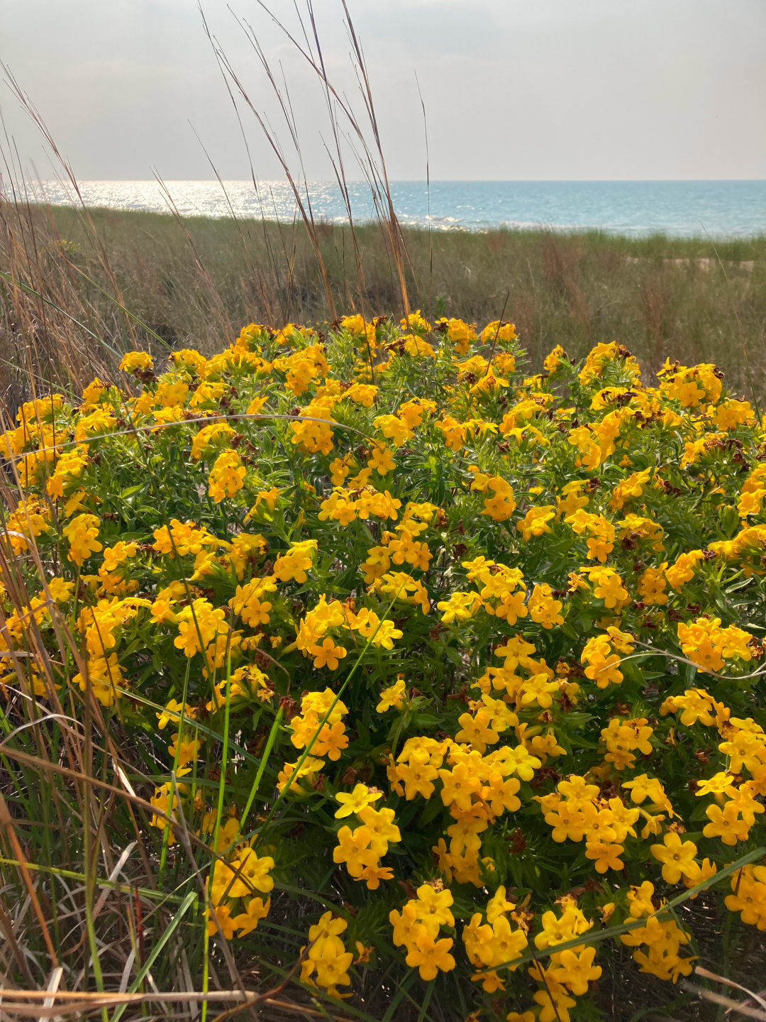 close up of hairy puccoon