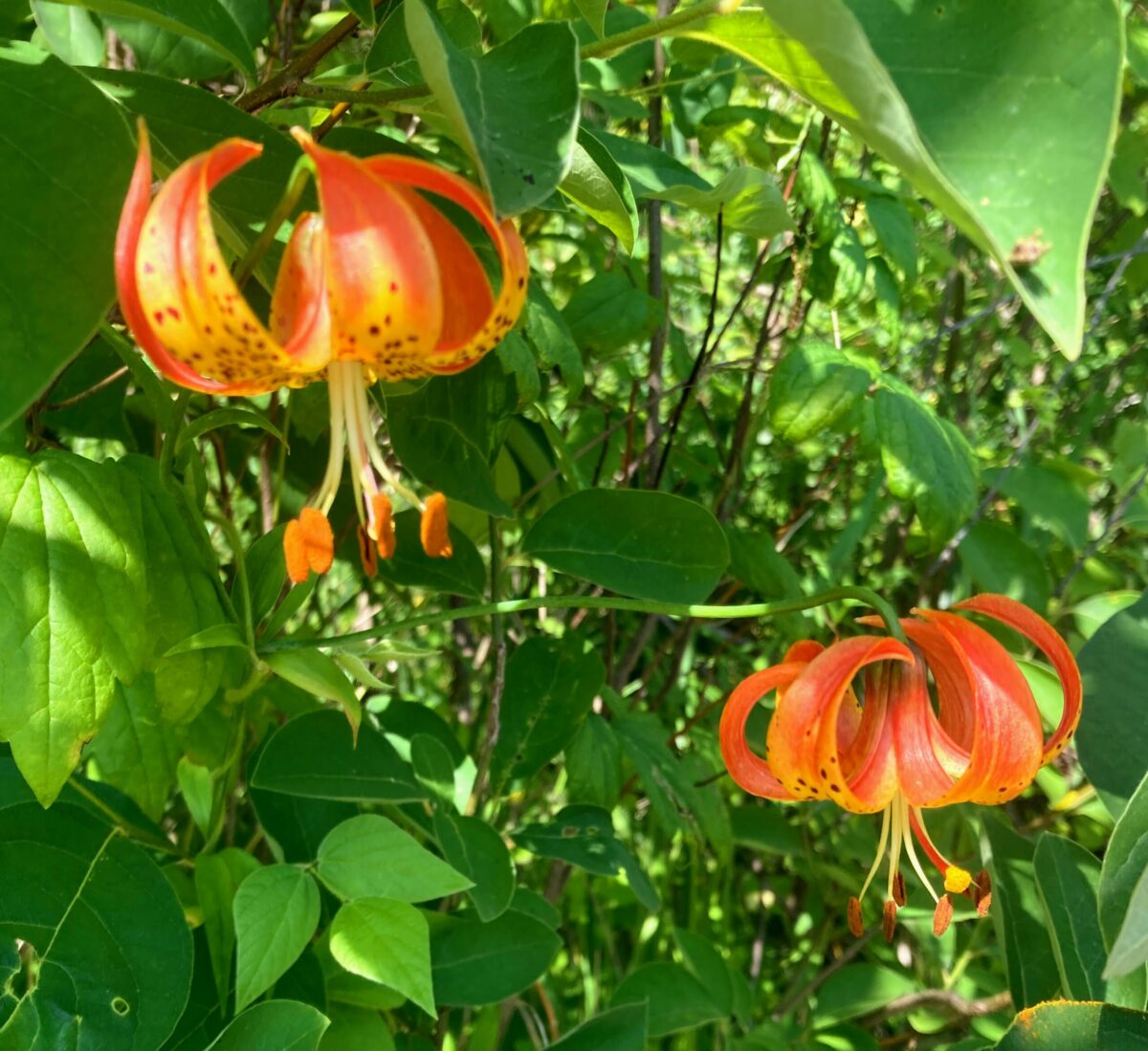 close up of orange/yellow lilies