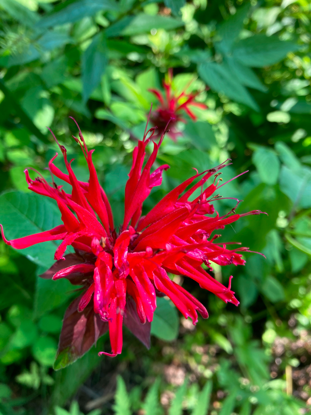 close up of Scarlet Bee balm