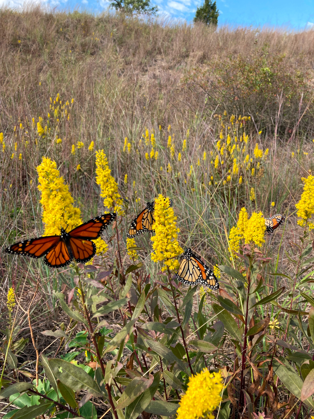 several monarch butterflies on goldenrods