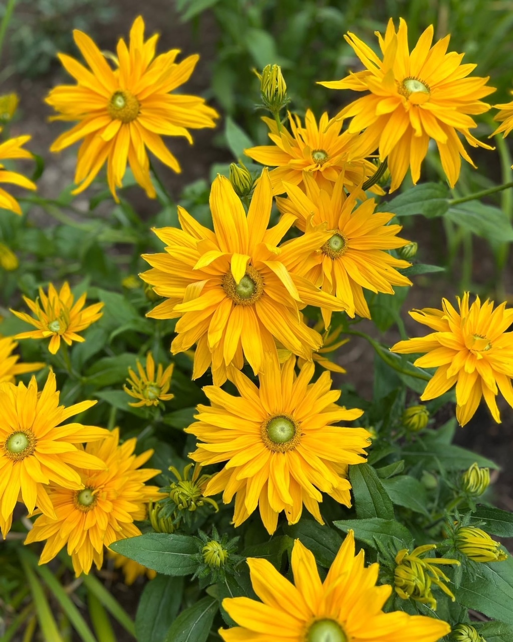 close up of bright yellow rudbeckia hirta flowers