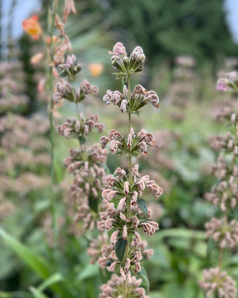 close up of spire of small flowers