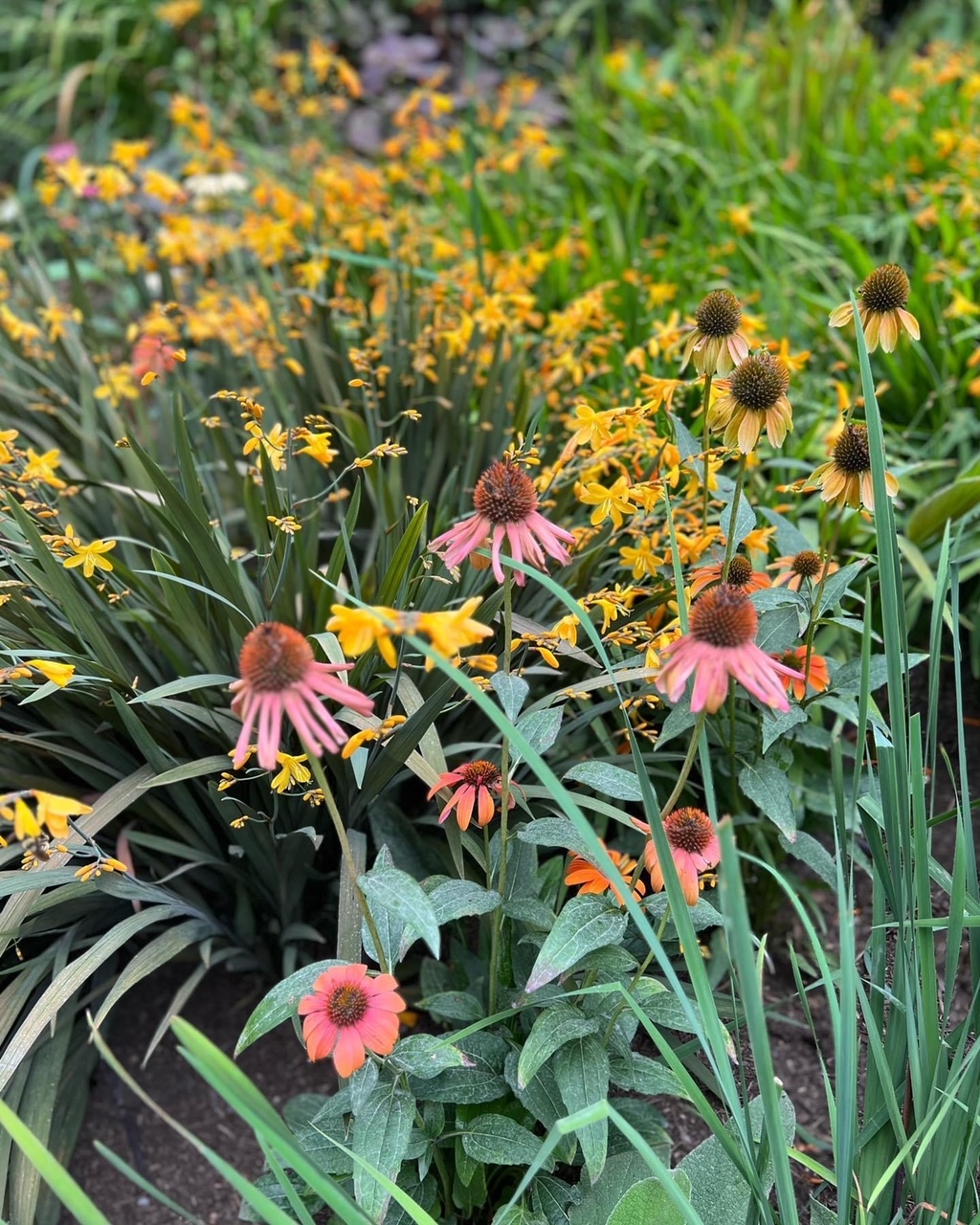 close up of pink and yellow flowers