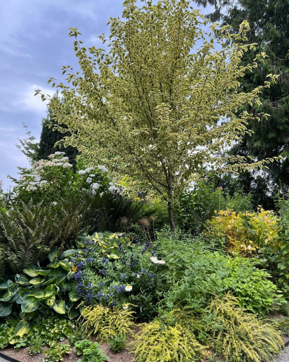 densely planted garden bed with small tree