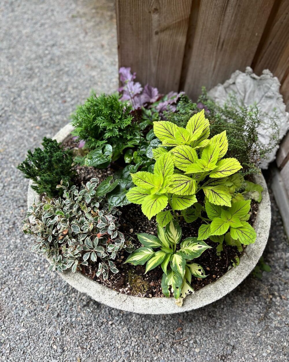 close up of shade container with foliage plants