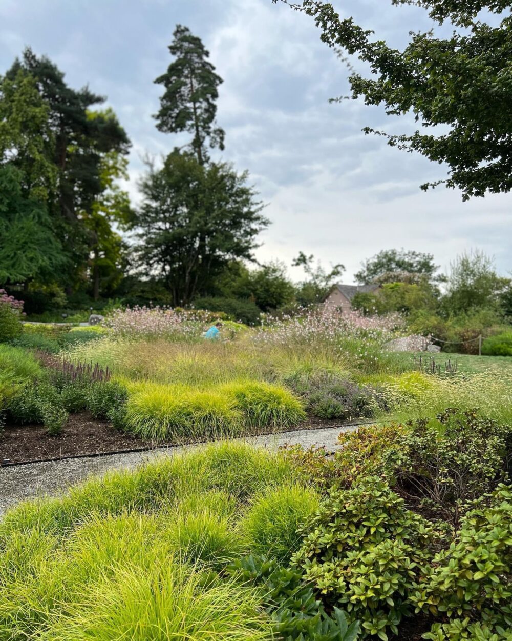 meadow garden with lots of ornamental grass