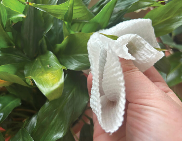 Wipe down your plants with a soft cloth