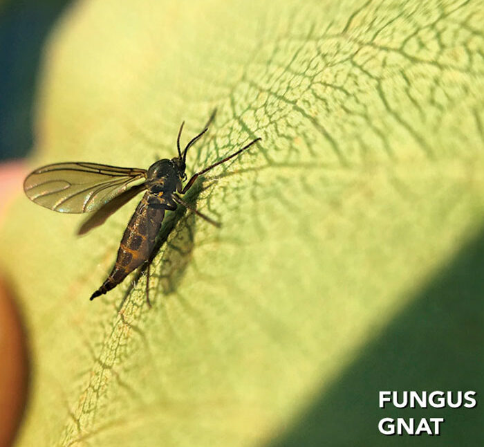 https://images.finegardening.com/app/uploads/2023/09/27165504/FG214IG-fungus-gnats_ctsy-Jody-Green-Nebraska-Extension-e1695918890839.jpg