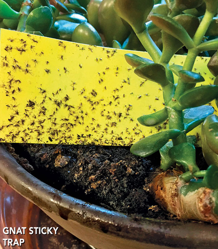 Kill Fungus Gnats on Houseplants With BTI