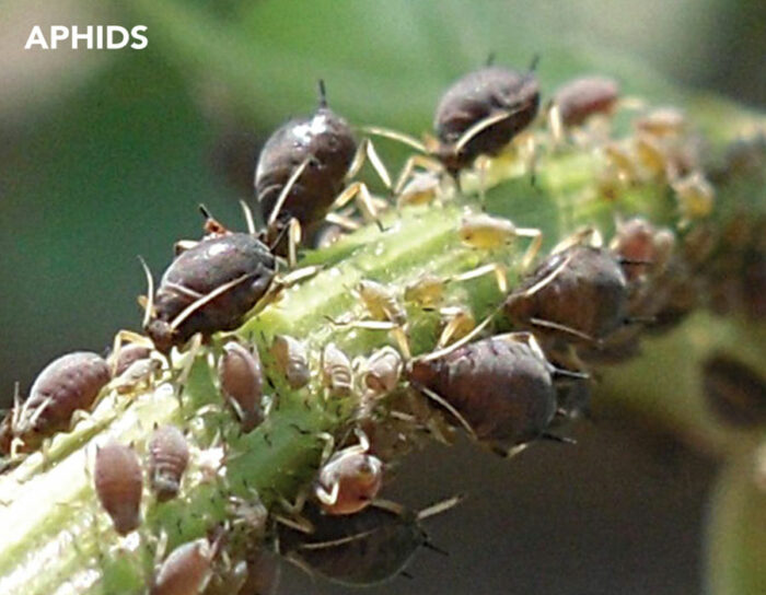 Aphid infestations