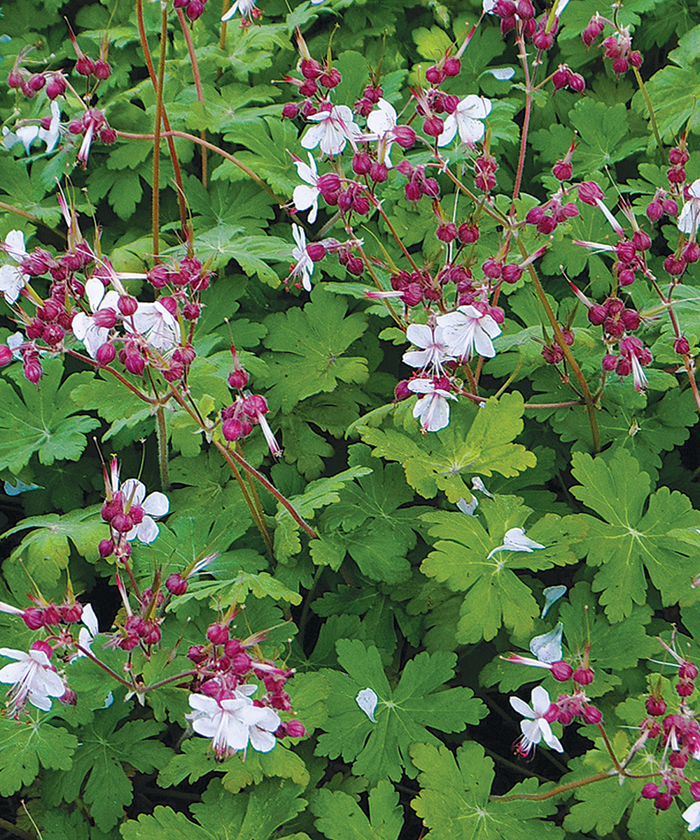 White Bigroot Geranium