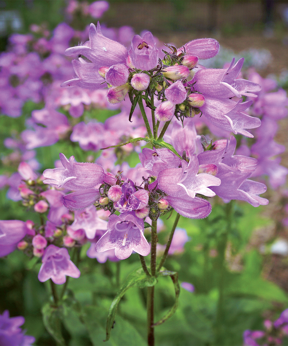 Calico Penstemon